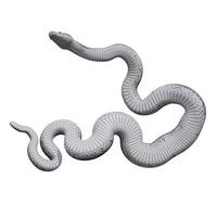 Rosy boa 3D illustration photo