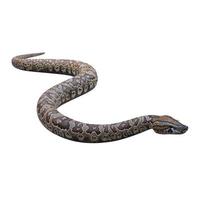 Southern African rock python 3D illustration photo