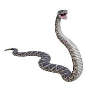 Eastern diamondback rattlesnake 3D illustration photo