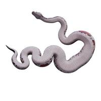 Blood python 3D illustration photo