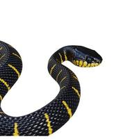 ilustración 3d de serpiente de manglar foto