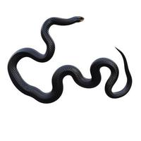 Red bellied black snake 3D illustration photo