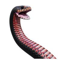 Red bellied black snake 3D illustration photo