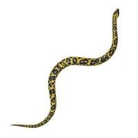 Yellow anaconda 3D illustration photo