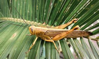 a brown grasshopper with a yellow combination, which is on a green leaf photo