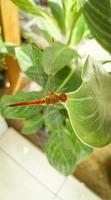 dragonfly perched on a green leaf photo