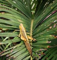 a brown grasshopper with a yellow combination, which is on a green leaf photo