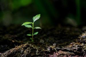 Young small green new life growth on soil in ecology nature. Care plant trees and grow seedlings and protect in garden in earth on world environment day. development environmental-agriculture concept photo