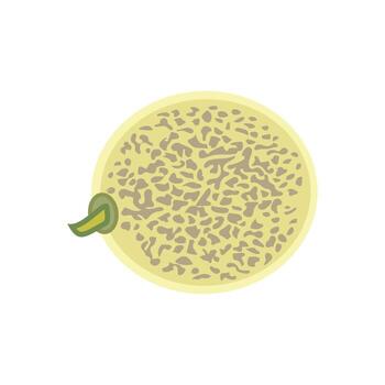 A whole melon from the garden. Isolated on white background, isometric melon vector for web design.
