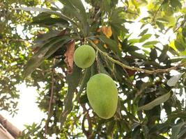 dos mangos frescos en los árboles foto