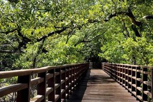 Red wooden bridge walkway leading straight out of the mangrove forest. Leaves and branches cover dense shade. At Phra Chedi Klang Nam, Pak Nam, Rayong, Thailand. photo