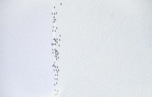 Group of Ants crawling on the white wall. Ants are a common household pest that can cause damage to your house and be very annoying. photo
