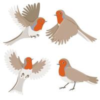 Robin bird set isolated on white background. Vector graphics.