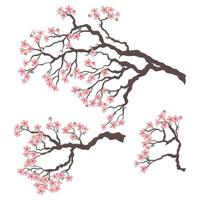 Set of blossoming sakura branches isolated on white background. Vector graphics.