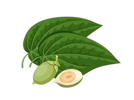 Vector illustration, green betel leaf and areca nut, isolated on a white background.