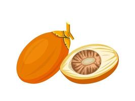 Vector illustration, ripe areca nut, scientific name Areca catechu, isolated on a white background.