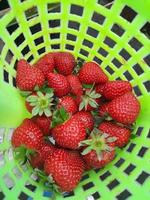 Fresh ripe strawberries in a basket. photo