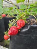 fresh organic strawberry on bush with green leaves growing in the garden photo