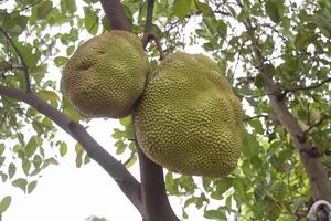 Jackfruit on the tree isolated on white background. photo