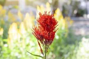 Red Celosia Plumosa or Castle Series bloom with sunlight in garden on blur nature background. photo