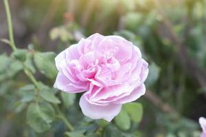 Fresh pink rose flower bloom in the garden on blur nature background. photo