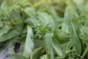 El culantro fresco, la hierba apestosa o el cilantro largo son vegetales en el jardín. foto