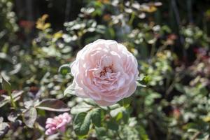 Pink roses bloom in the sunlight on a natural blurred background. photo