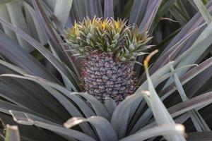 Fresh raw pineapple has many shoots on tree with sunlight in the garden. photo