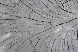 textura de una madera de árbol vieja cortada con grietas para el fondo. foto