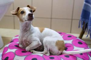 un primer plano de un lindo jack russell terrier acostado sobre una almohada y mirando algo. foto