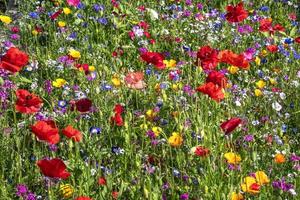 hermoso fondo natural de diferentes flores de verano foto