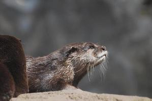 Beautiful Face of a Giant River Otter in the Wild photo