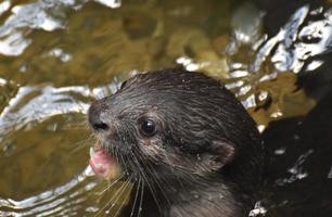 Gorgeous Face of a River Otter Poking Out of the River photo