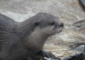 hermosa cara de una nutria de río sentada en aguas poco profundas foto