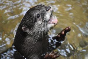 North American River Otter with His Mouth Wide Open photo