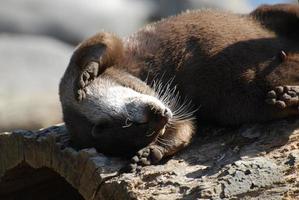 Silly River Otter Rolling Around on his Back photo