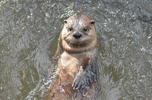 nutria de río super linda flotando en un río foto