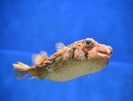 Pufferfish With It's Quills Close To It's Body photo