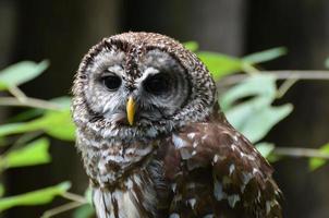 Looking into the Face of a Burrowing Owl photo