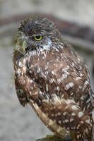 plumas erizadas en un pequeño búho madriguero foto