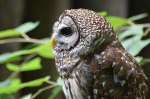 Large Burrowing Owl Sitting in a Small Shrub photo