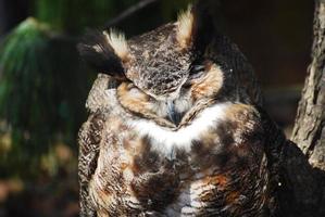 Long Eared Owl with his Eyes Closed photo