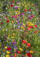 hermoso fondo natural de diferentes flores de verano. vista vertical foto