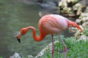 Strutting Greater Flamingo Bird photo