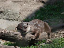 nutria de río durmiendo en un tronco en una linda posición foto