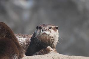 Beautiful Face of a River Otter on Top a Rock photo