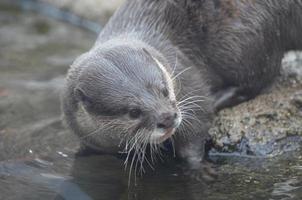 Otter At the Edge of the Water Dipping His Whiskers in the Water photo