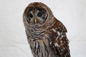 Bright Yellow Hooked Beak on a Burrowing Owl photo