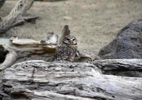Pair of Burrowing Owls Looking Over a Fallen Log photo