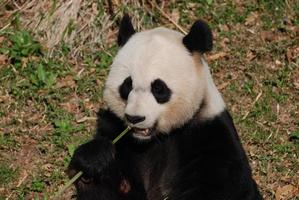 Panda Bear Holding On to Bamboo While Eating photo